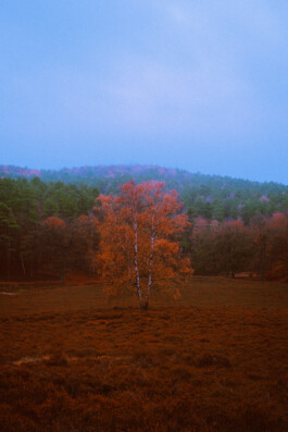 JOHANNA BESSELING / digital artist