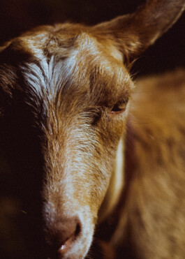 JOHANNA BESSELING / digital artist