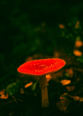 JOHANNA BESSELING / digital artist