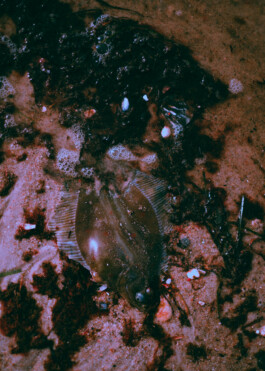 JOHANNA BESSELING / digital artist