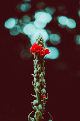 JOHANNA BESSELING / digital artist