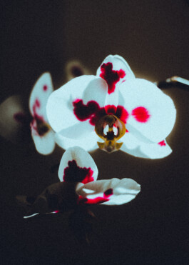 JOHANNA BESSELING / digital artist