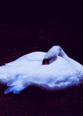 JOHANNA BESSELING / digital artist