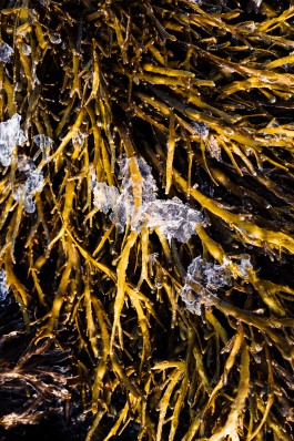 JOHANNA BESSELING / digital artist