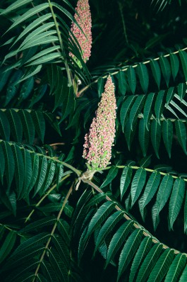 JOHANNA BESSELING / digital artist