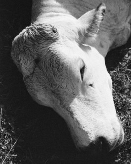 JOHANNA BESSELING / digital artist