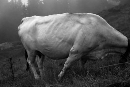 JOHANNA BESSELING / digital artist