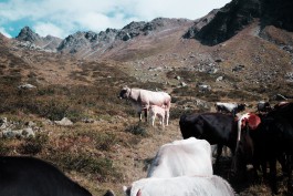 JOHANNA BESSELING / digital artist