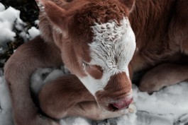 JOHANNA BESSELING / digital artist