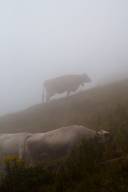 JOHANNA BESSELING / digital artist