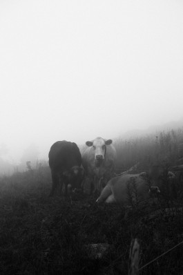 JOHANNA BESSELING / digital artist