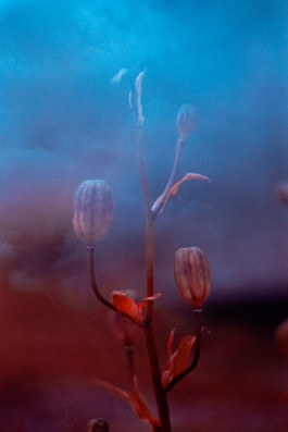 JOHANNA BESSELING / digital artist