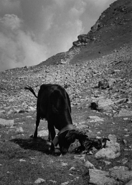 JOHANNA BESSELING / digital artist