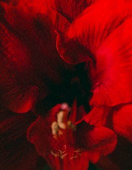 JOHANNA BESSELING / digital artist