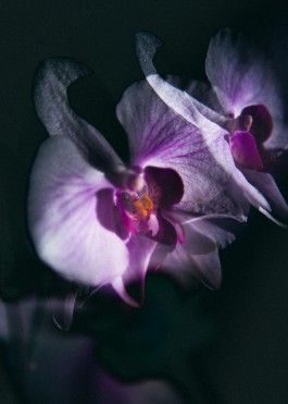 JOHANNA BESSELING / digital artist