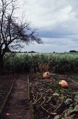 JOHANNA BESSELING / digital artist