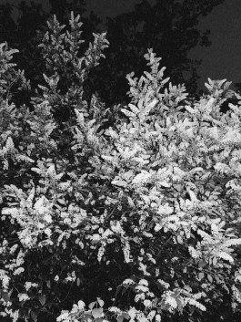 JOHANNA BESSELING / digital artist