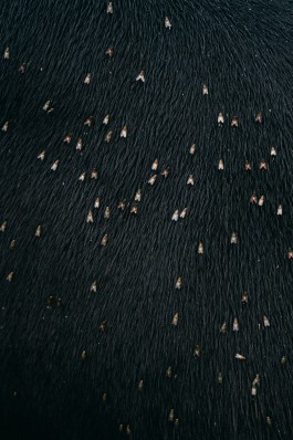 JOHANNA BESSELING / digital artist