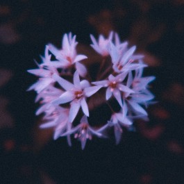 JOHANNA BESSELING / digital artist