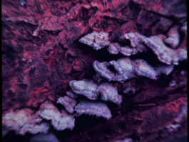 JOHANNA BESSELING / digital artist