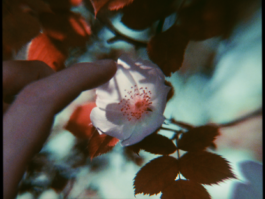 JOHANNA BESSELING / digital artist