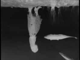 JOHANNA BESSELING / digital artist