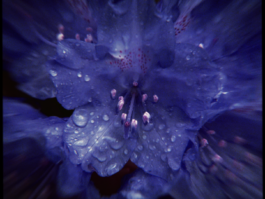 JOHANNA BESSELING / digital artist