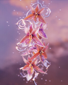 JOHANNA BESSELING / digital artist