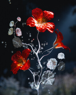 JOHANNA BESSELING / digital artist